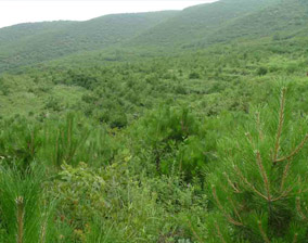 華池縣九窯口至南梁面山造林綠化工程一標(biāo)段